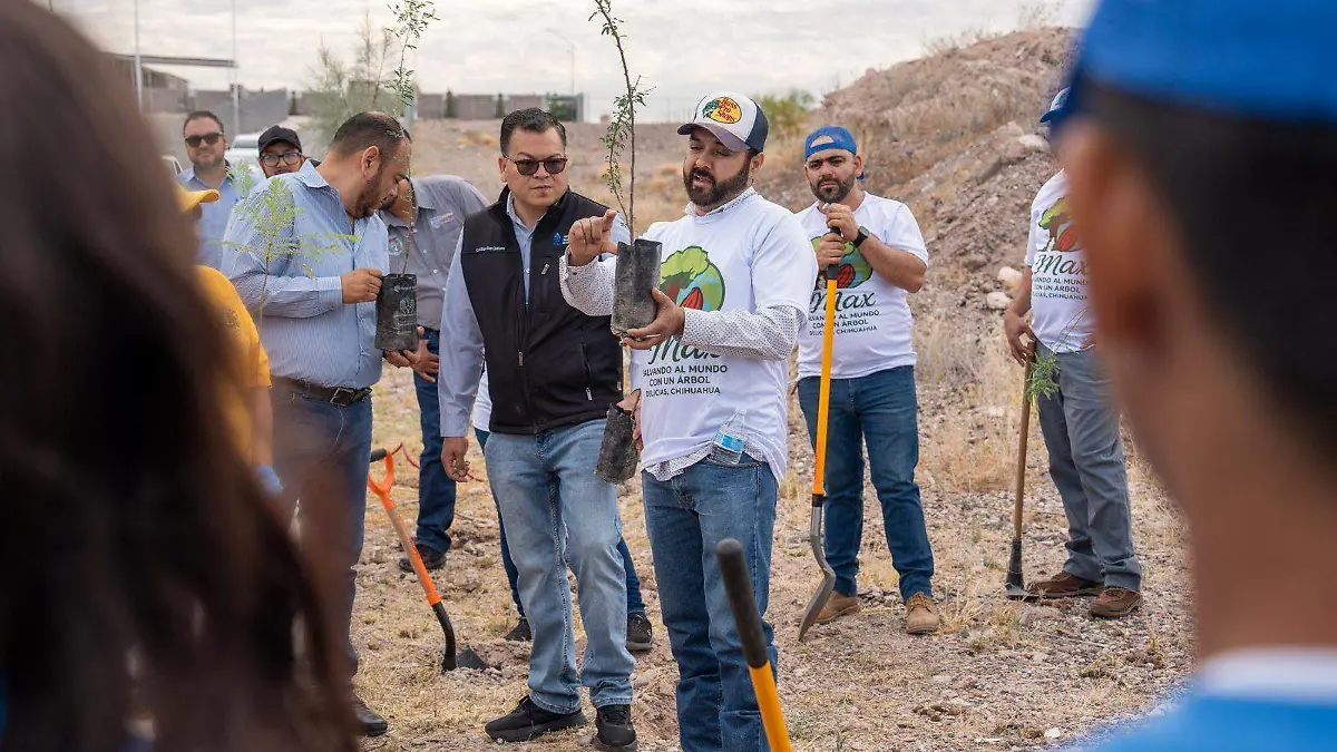 Plantación de árboles