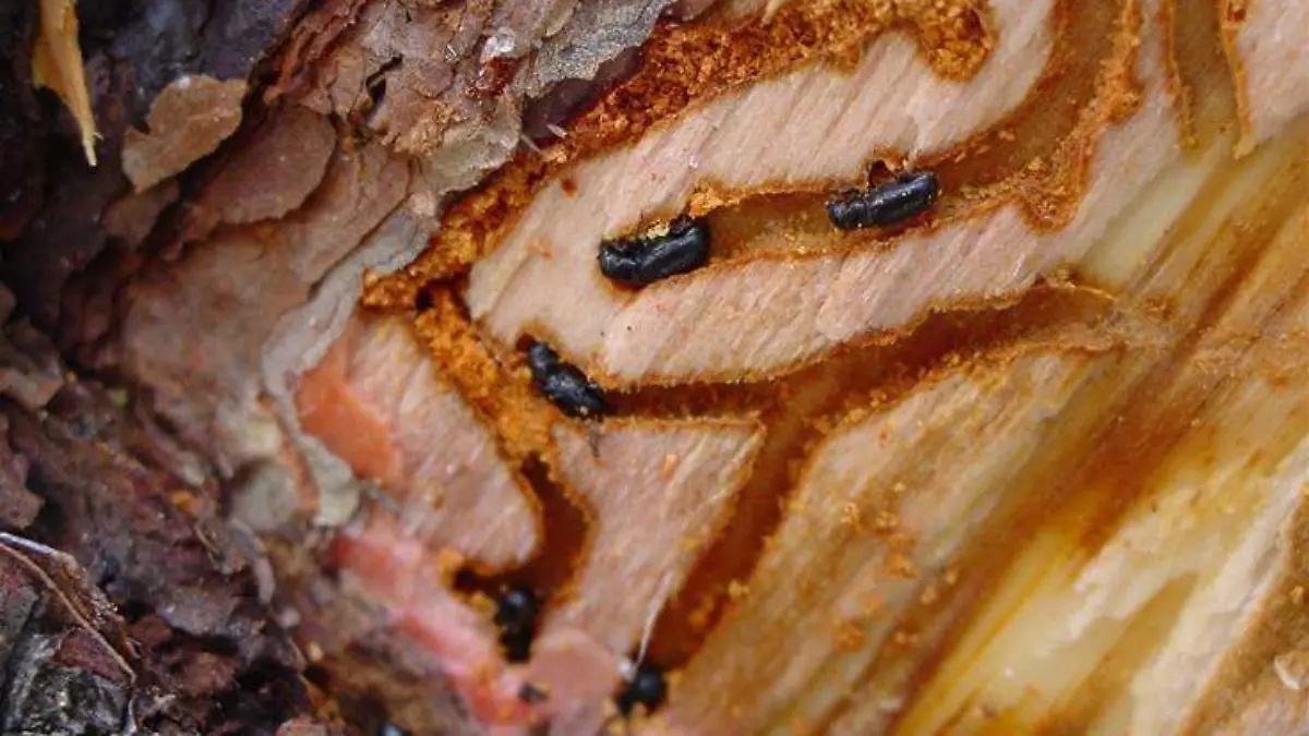 Escarabajo descortezador - Foto Portal web - Gobierno del México