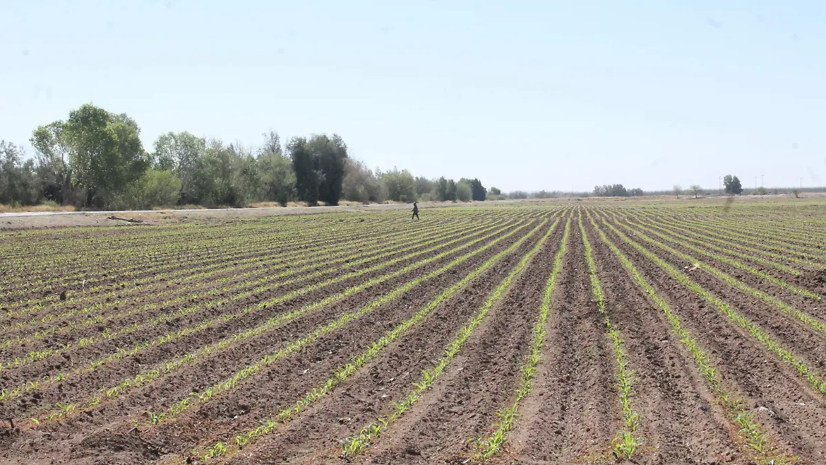 El monitoreo de plagas campos