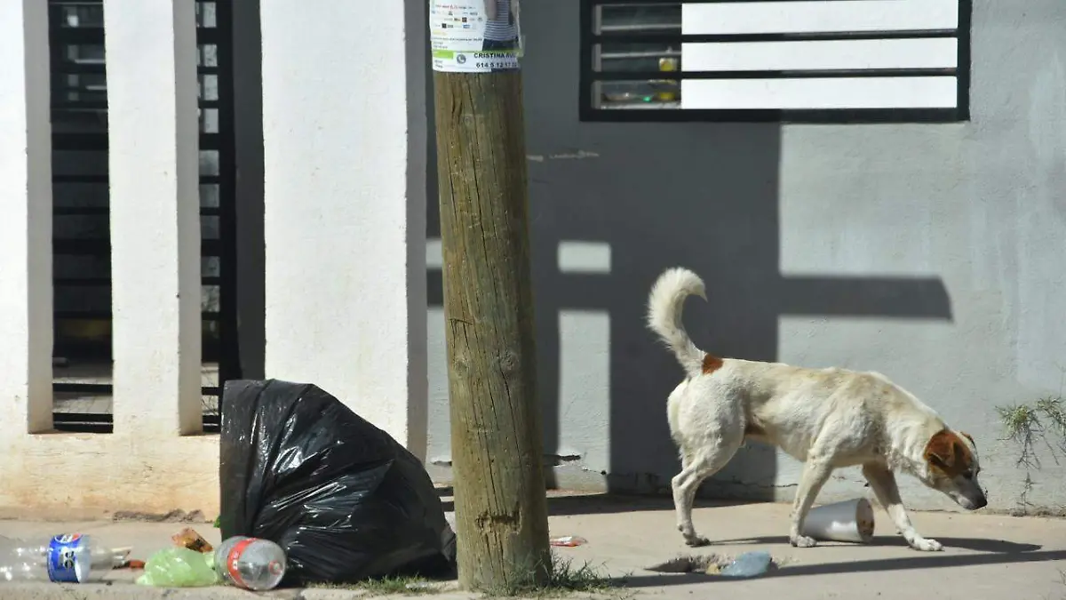 Perros callejeros y basura (1)