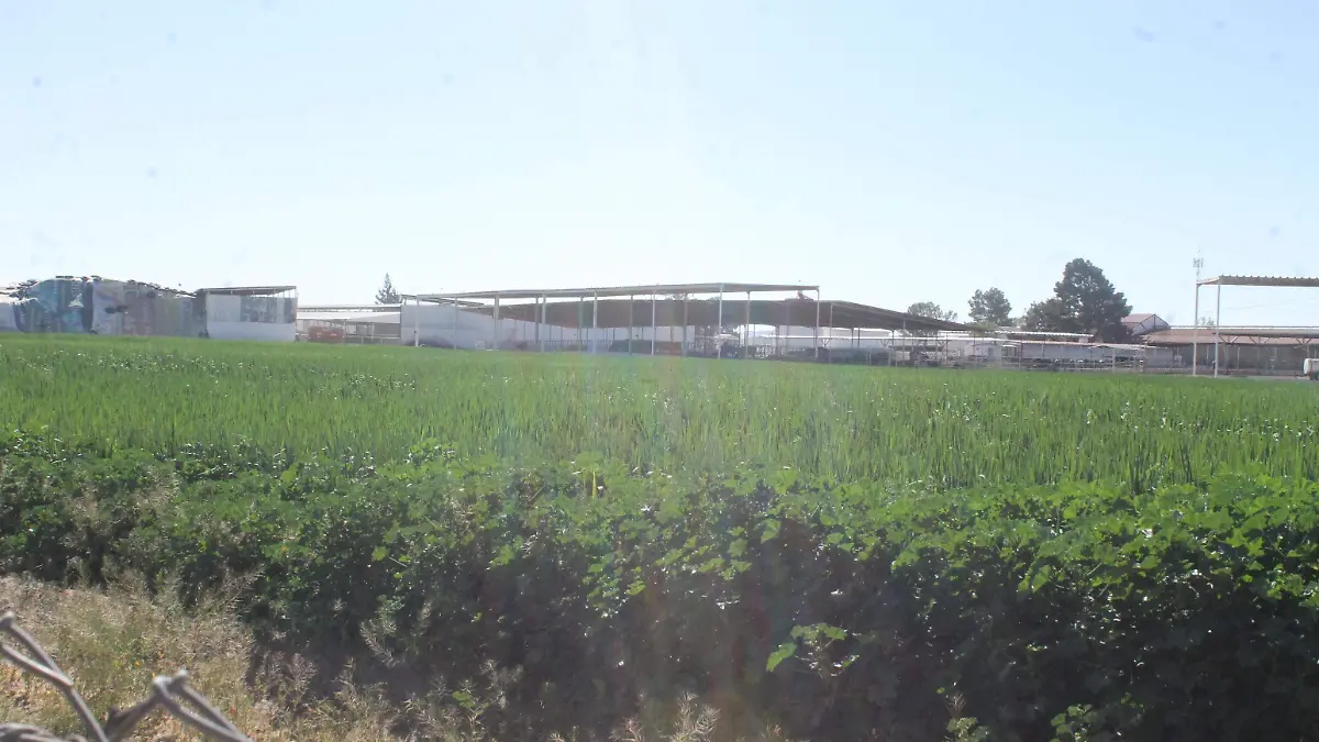 CAMPO ALFALFA ESTABLO