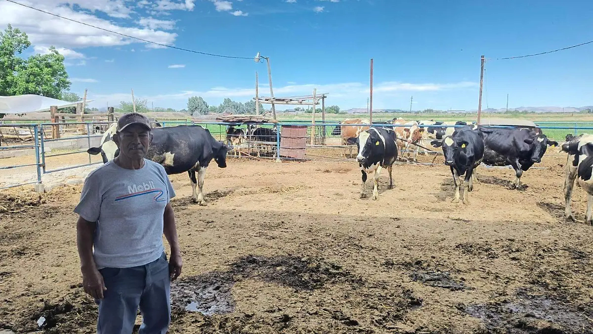 Vacas establo