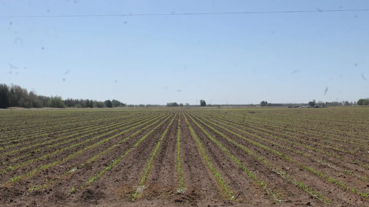 CAMPO DE CULTIVO