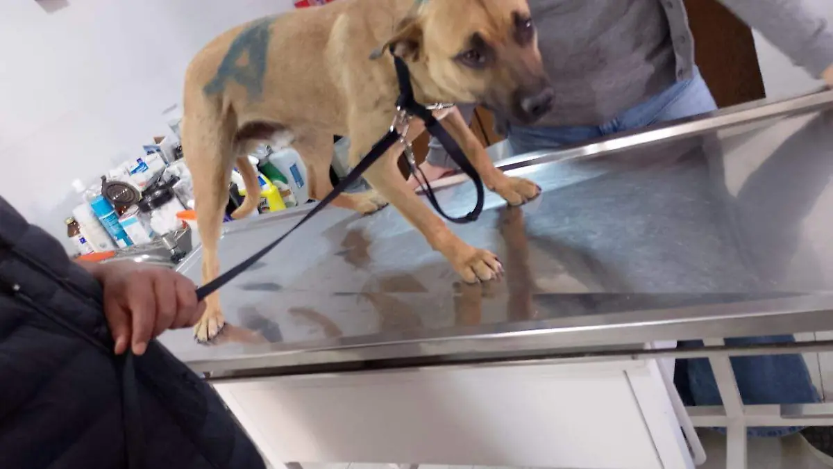 Carrera veterinaria