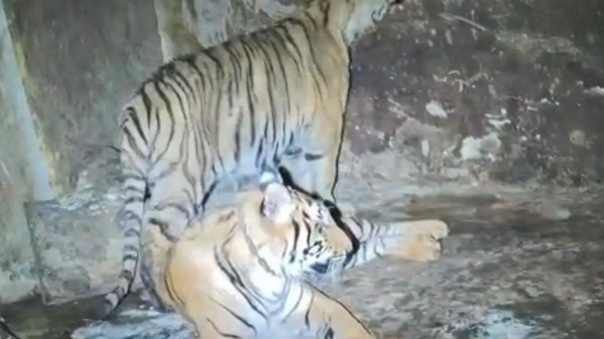 tigres asegurados