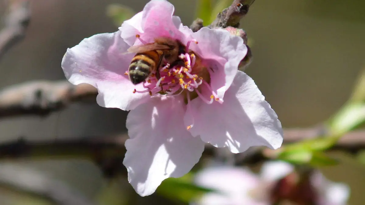 19 MAYO- Abeja polinizadora