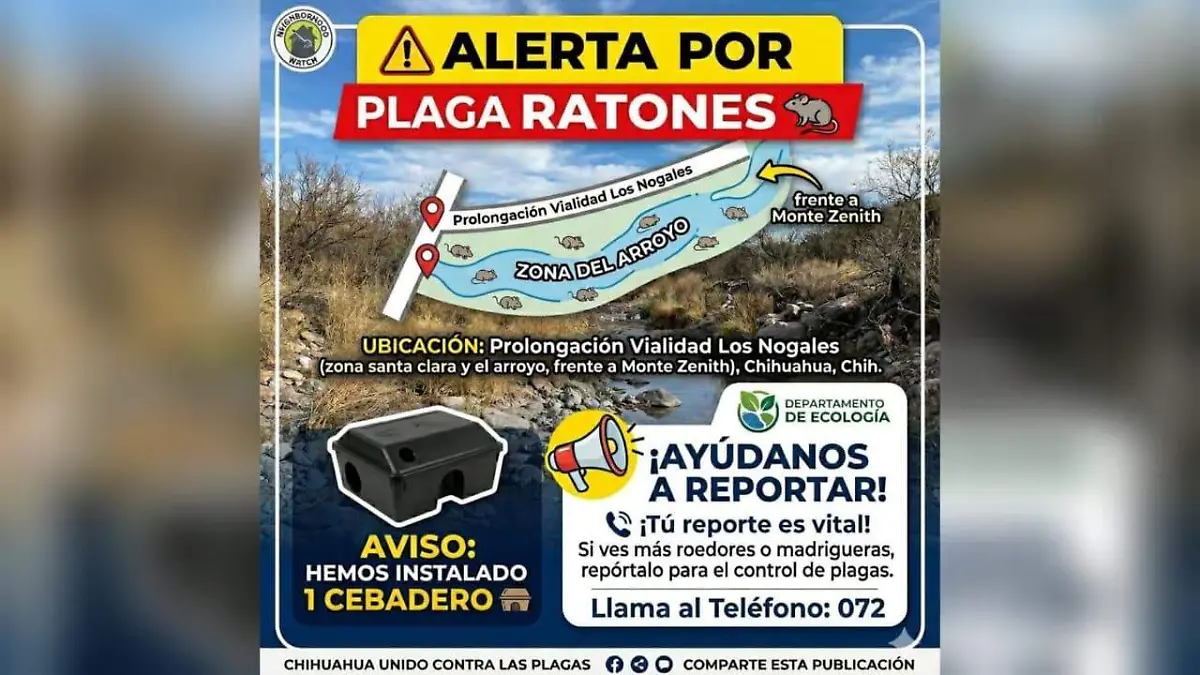 Alertan por plaga de ratas