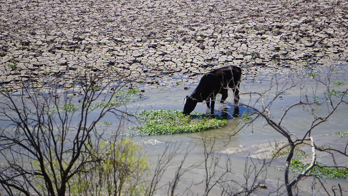 El ganado río Conchos