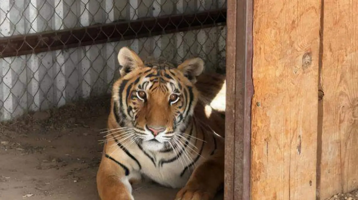 post_Tigre_bengala_CHI_03