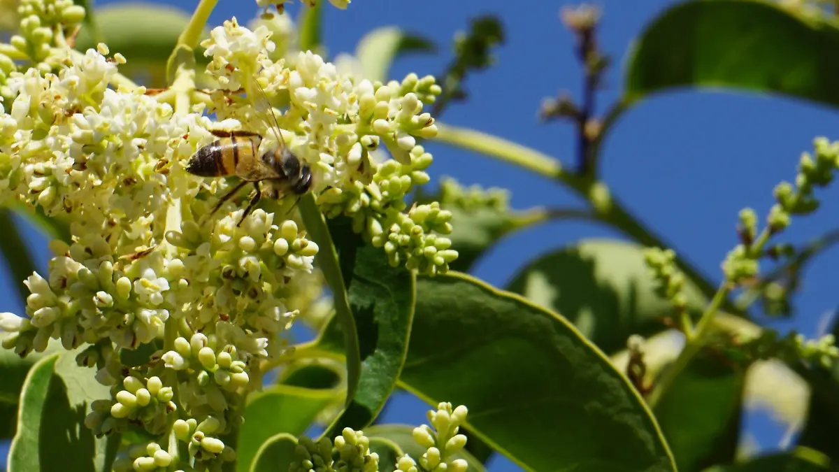 Abejas