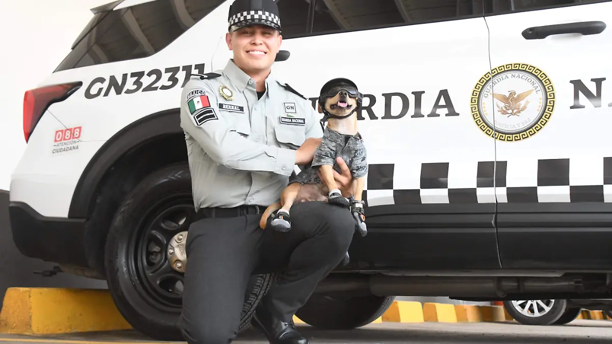 Comando chihuahua _GN