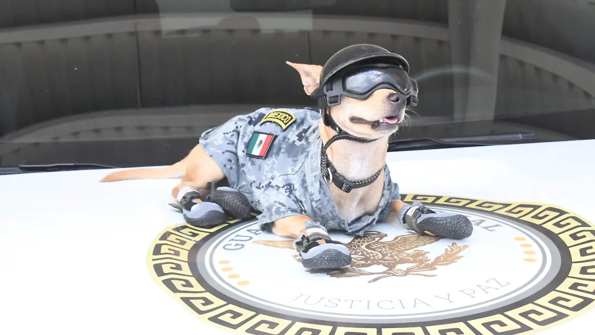 Comando chihuahua _GN
