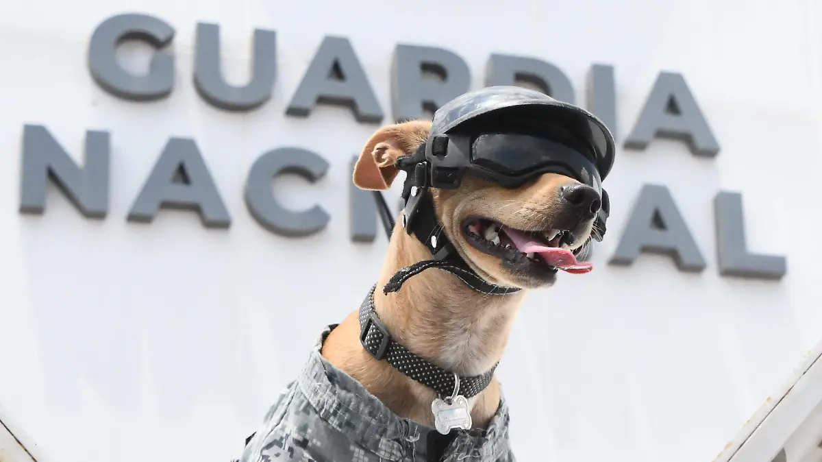 Comando chihuahua _GN 