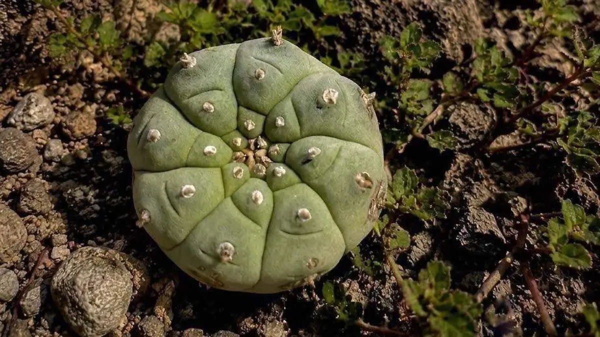 peyote