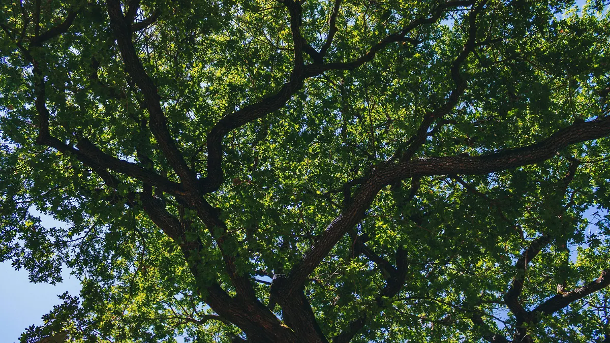 pexels-idilcelikler-38263335