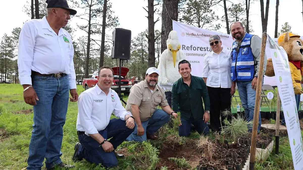 reforestacion