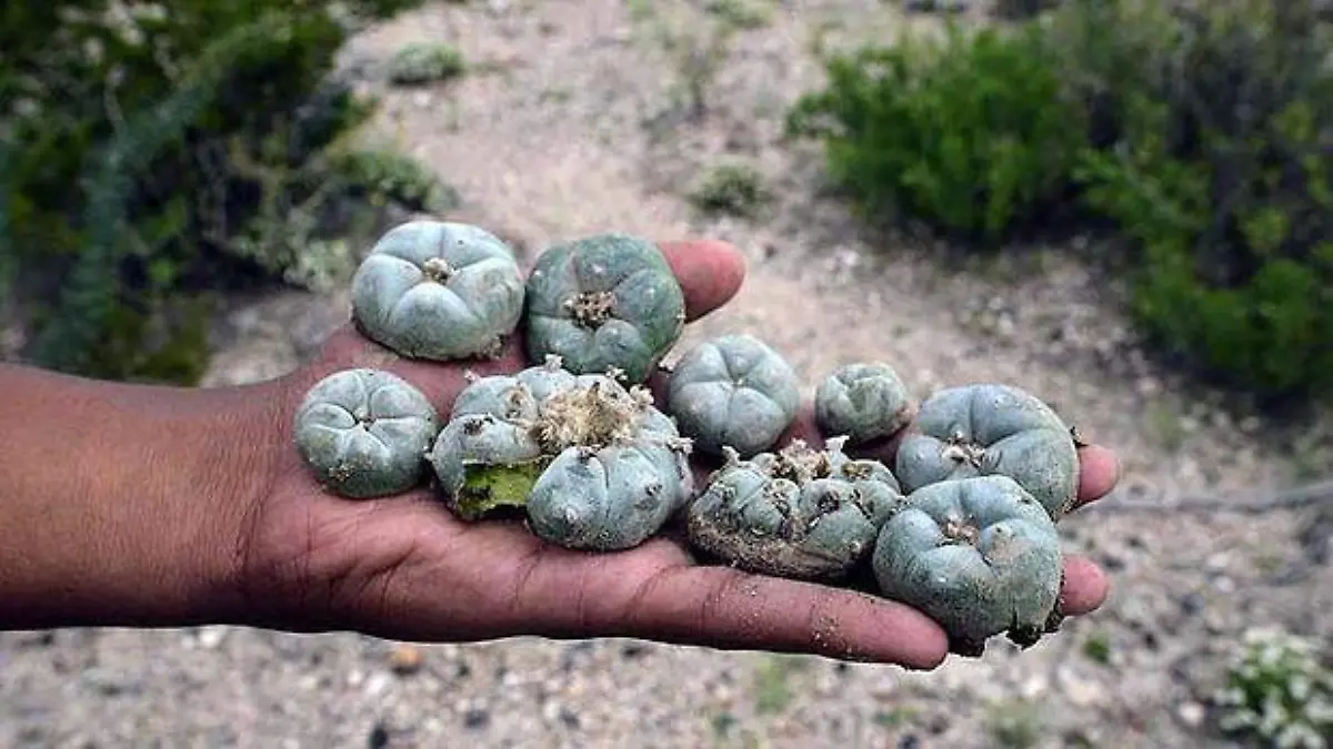 art-Peyote-Mexico-2-620x349-1