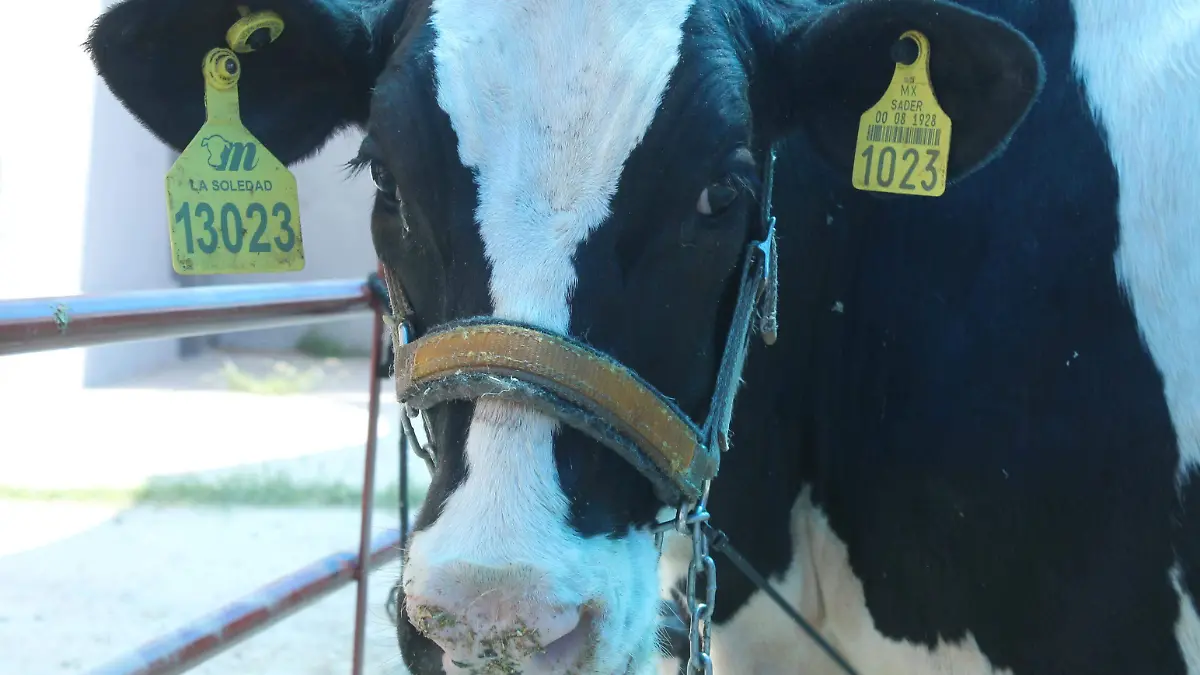 Vaca Holstein