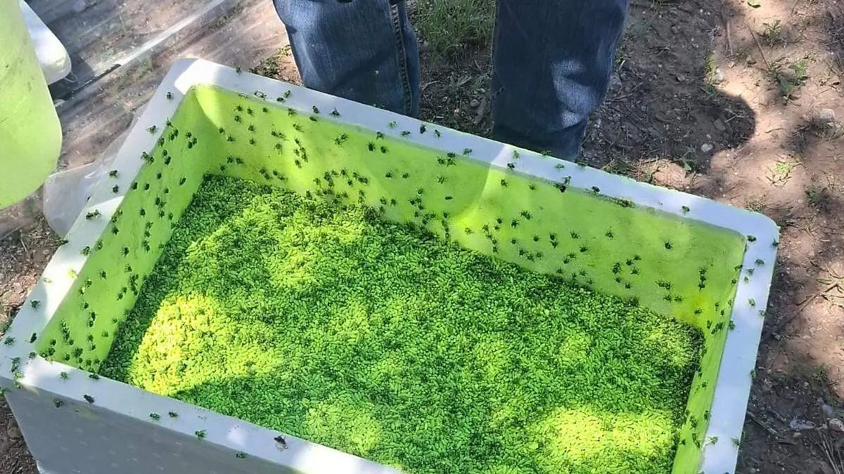 mosca estéril