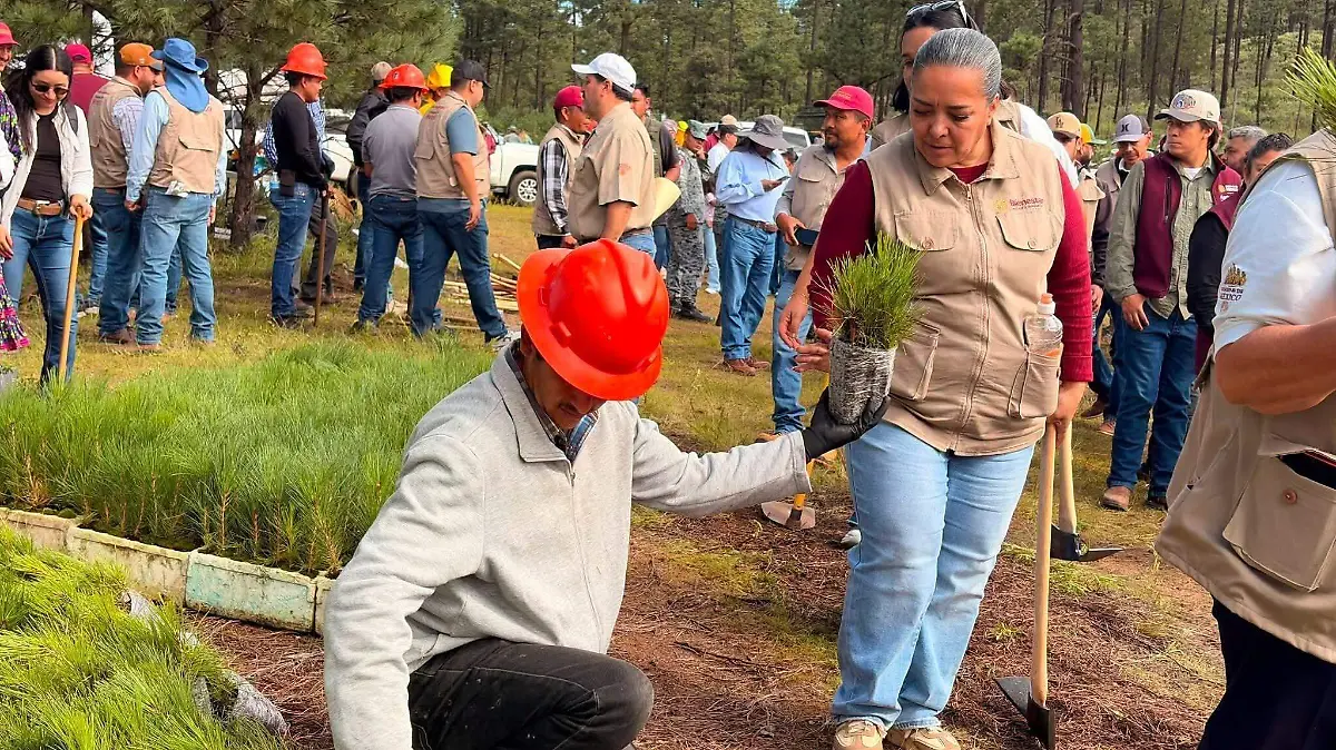 Jornada de reforestación 