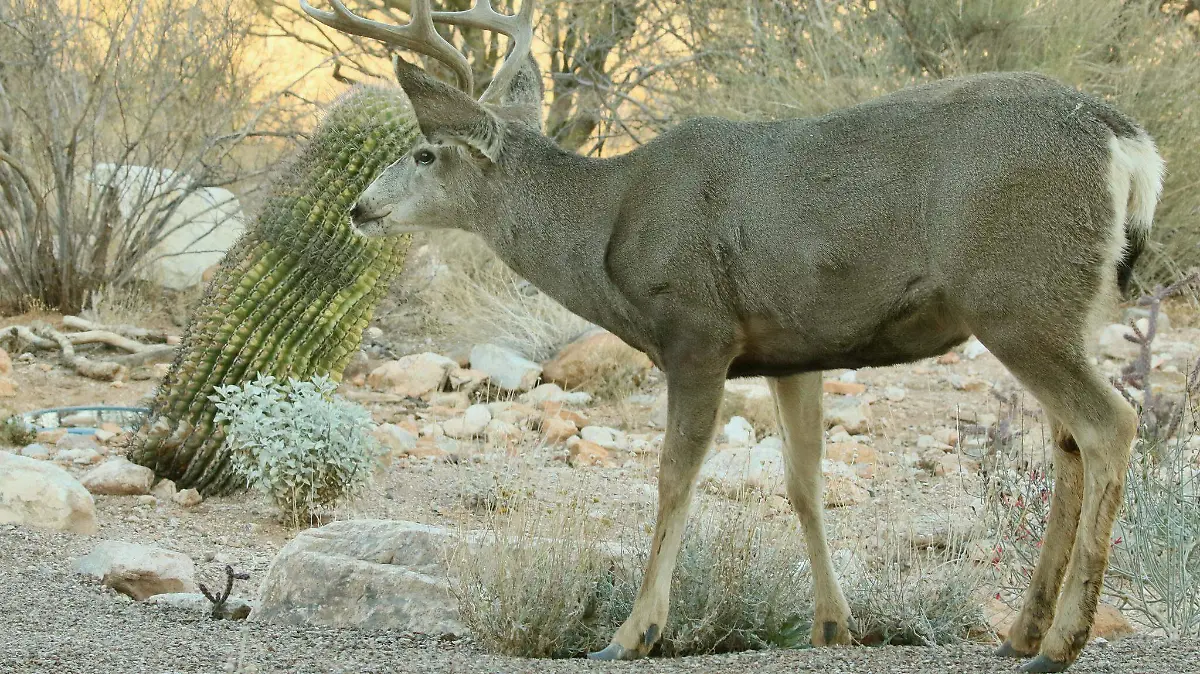 venado bura