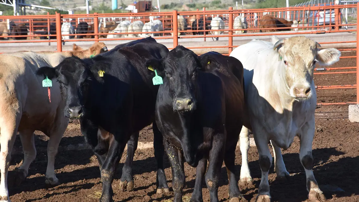 vaca res ganado gusano barrenador