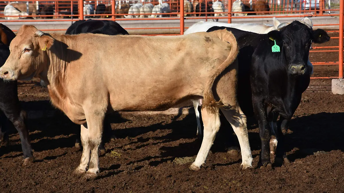 vaca res ganado gusano barrenador