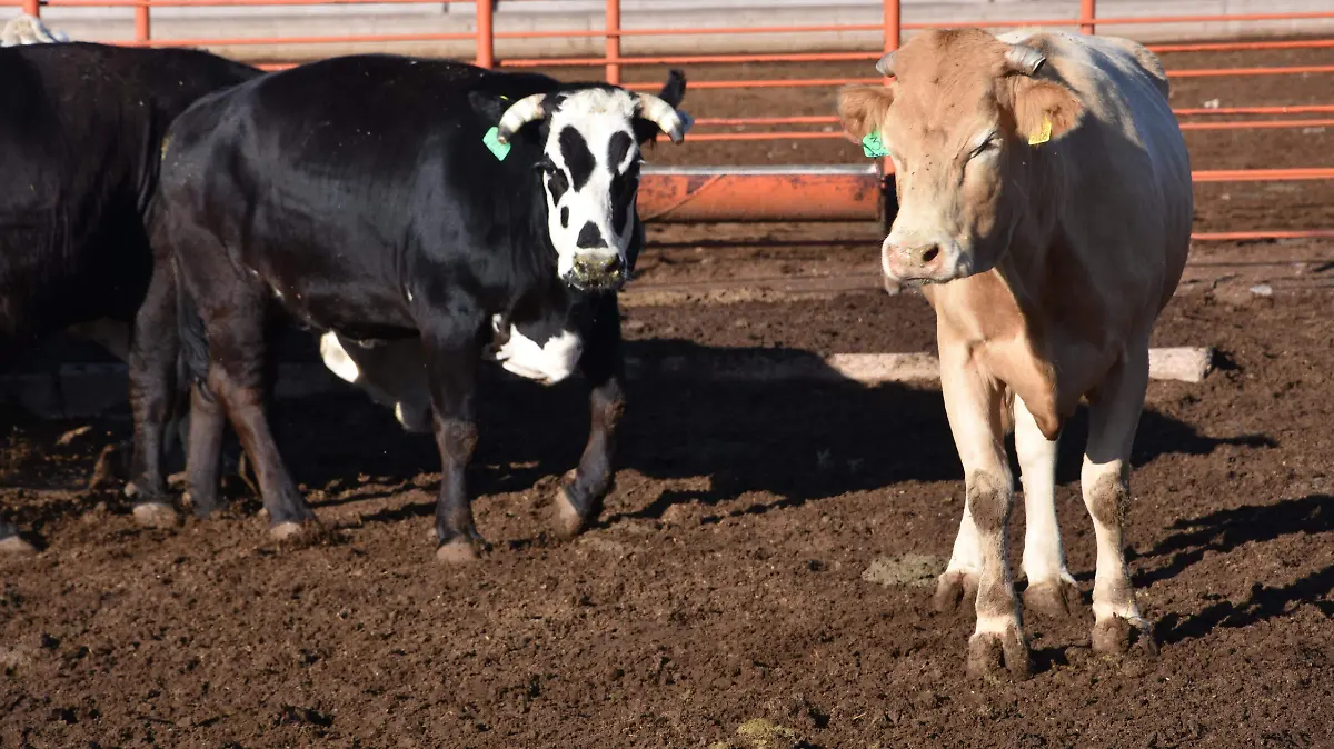 vaca res ganado gusano barrenador
