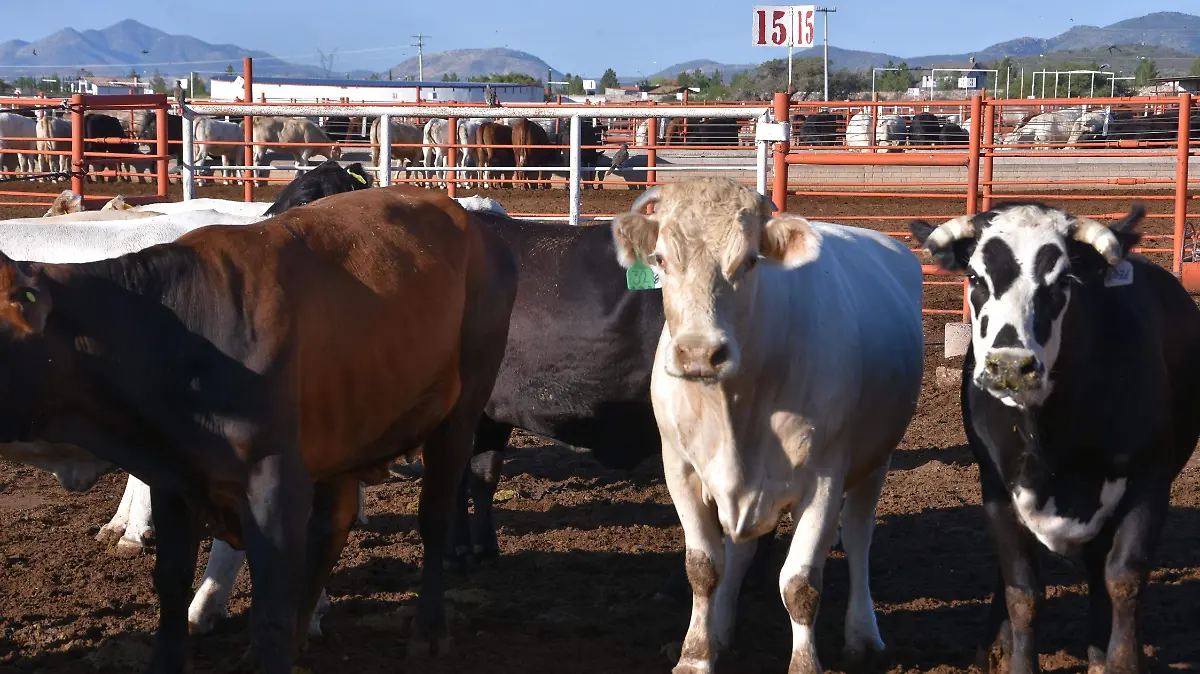 vaca res ganado gusano barrenador