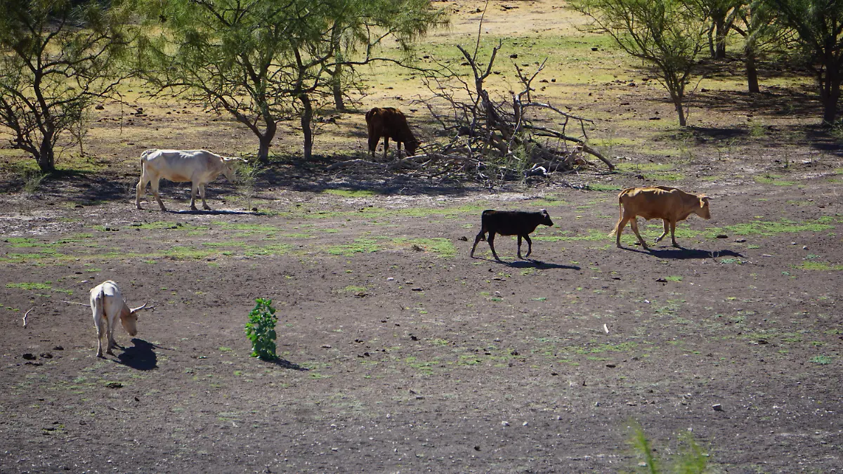 3 DICIEMBRE- Esperan reapertura de la frontera para exportar ganado- vacas pastando