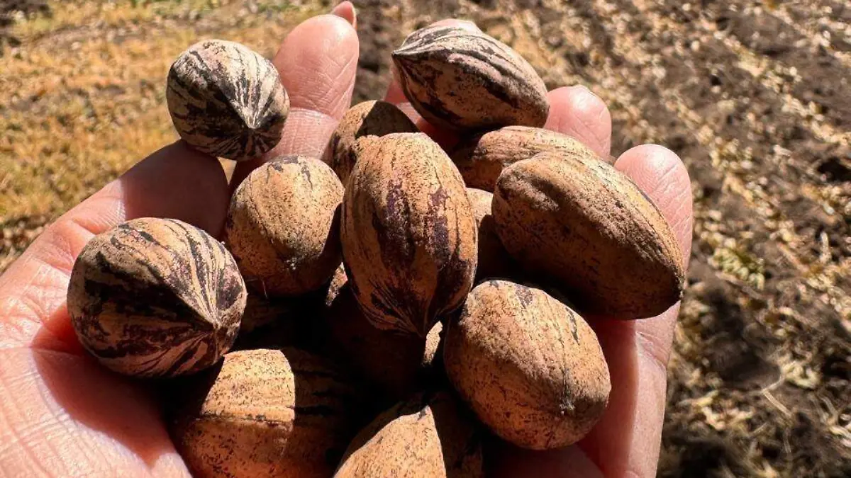 Nuez nueces nogalera producción