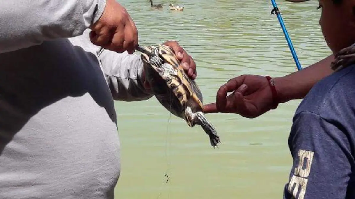 Pesca