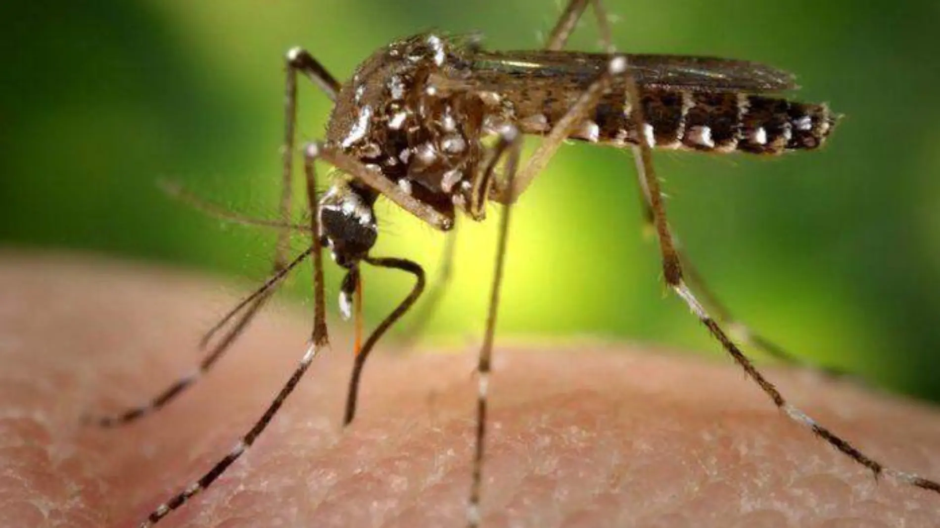 oleada-mundial-de-dengue-enciende-alerta-epidemiologica-696x468