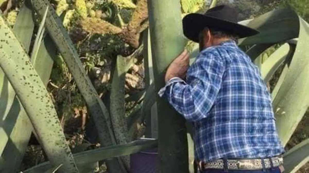 elaboración del quiote