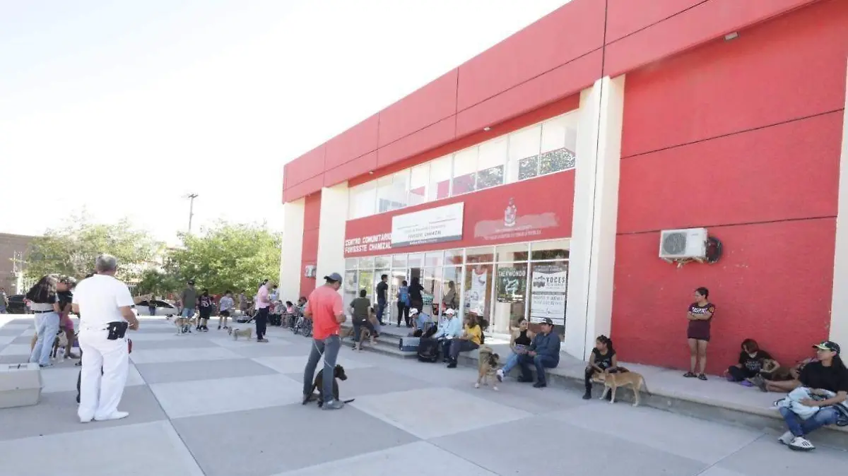 Esterilización de mascotas