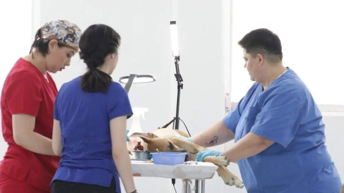 Esterilización mascotas