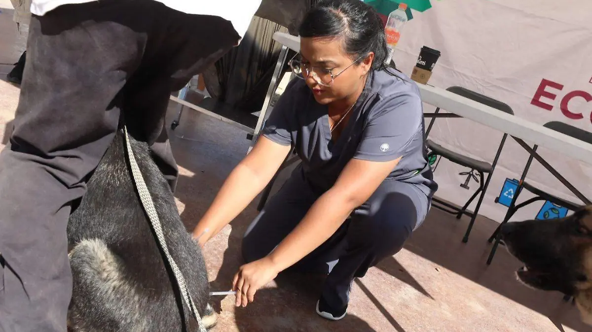 campaña esterilización 