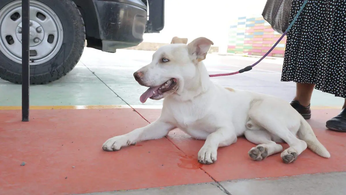 esterilización gratuita