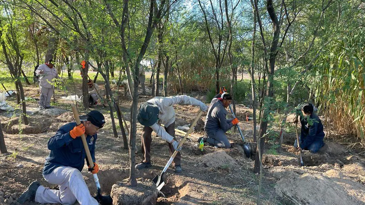 plantación de árboles huizaches 