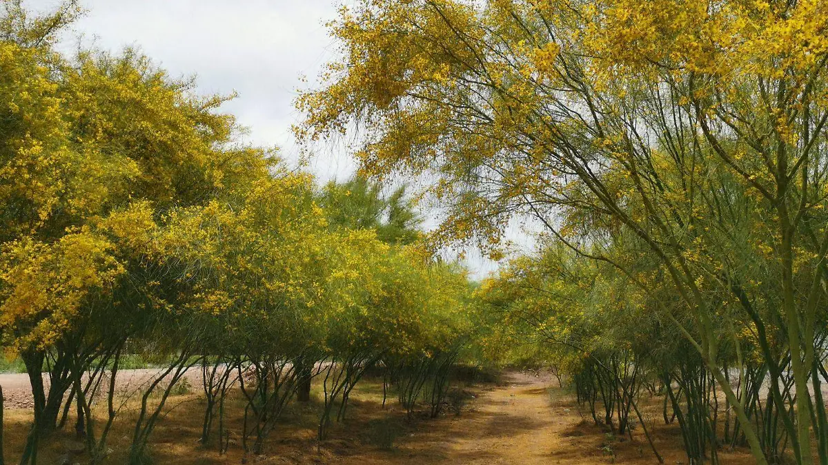 PAlo verde 3