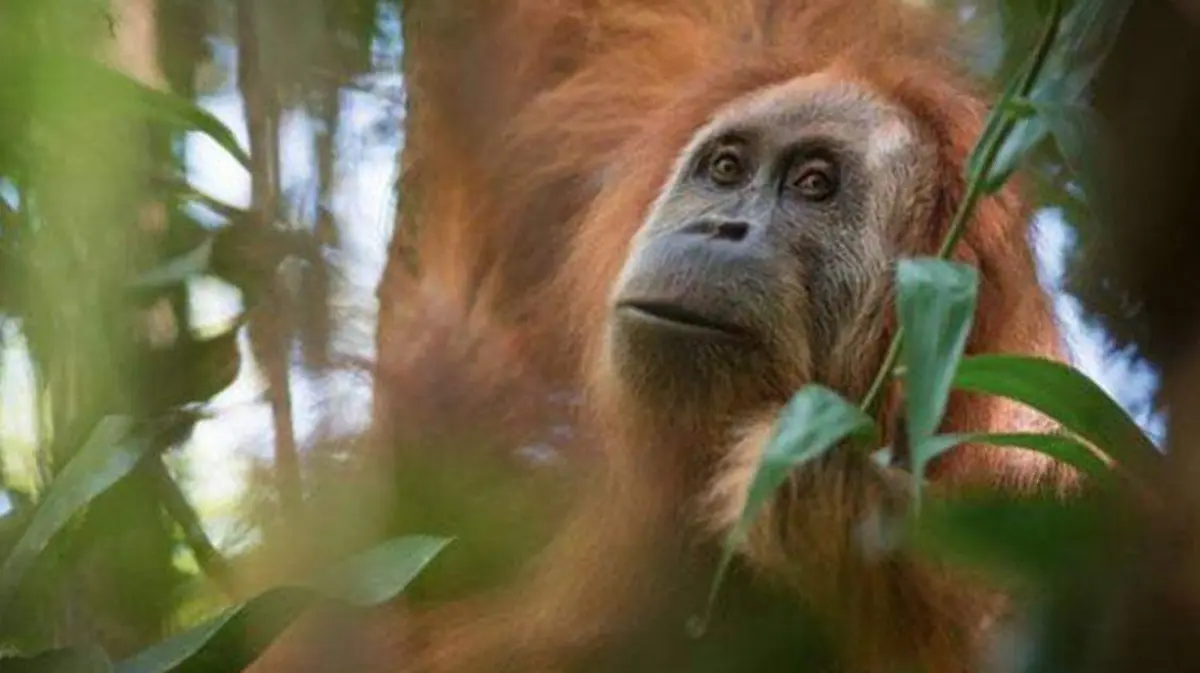 orangutan