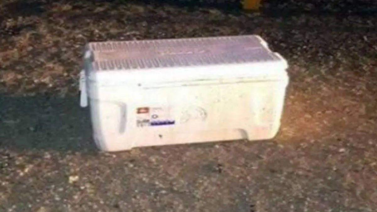 hieleracabezassonora-focus-0-0-480-345