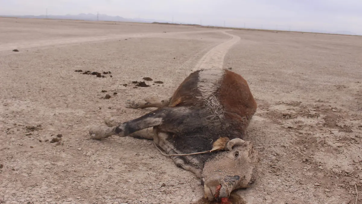 vaca  ahogada en presón tras atascarse, fue arrastrado por vaqueos hasta pareje solitario, se notas marca del arrastre en el animal y piso