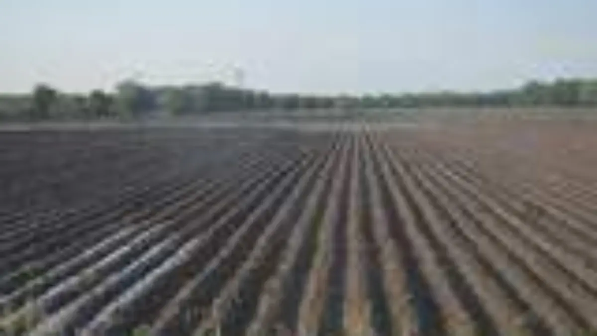 8 MAYO- Riego en campos