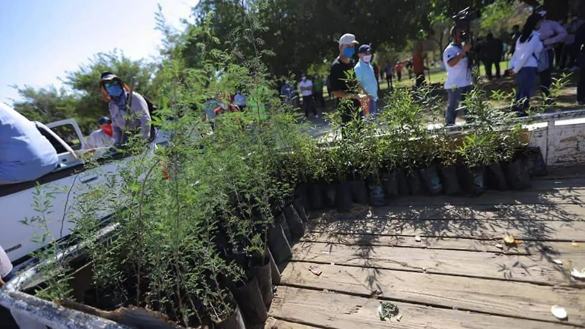 Reforetan el chamizal