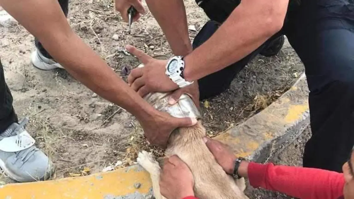 lomito salvado