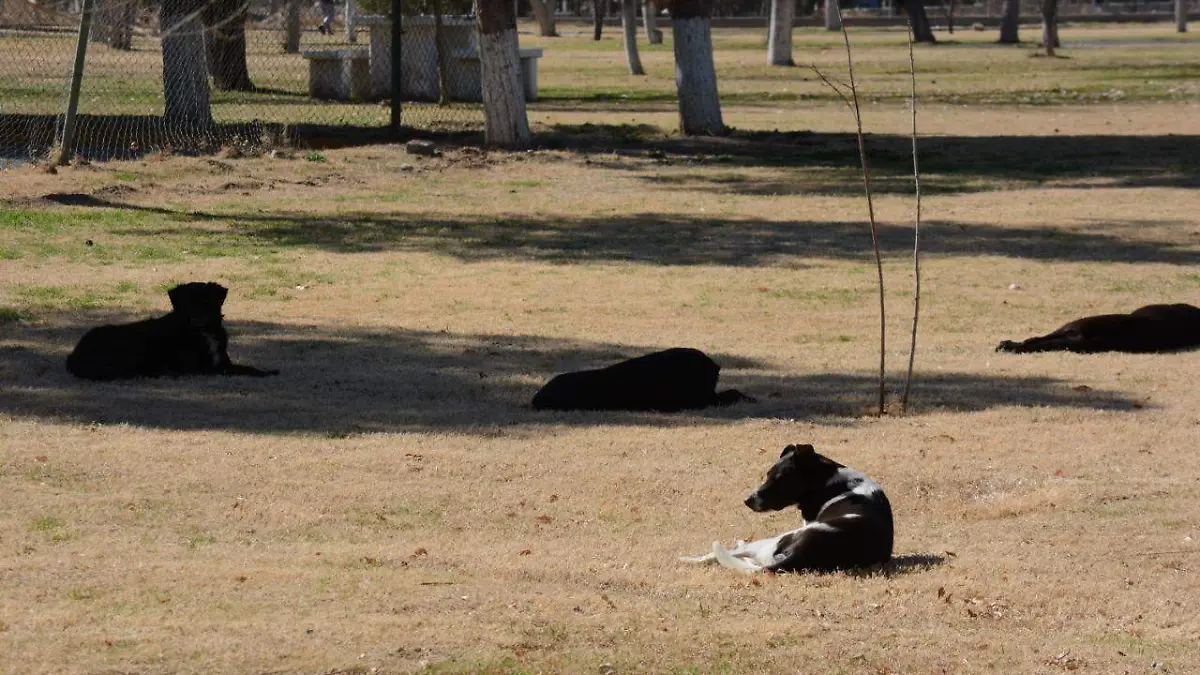 Perros abandonados