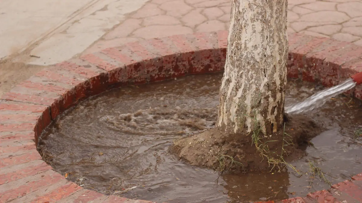 riego de arboles en plaza abraham Glez.