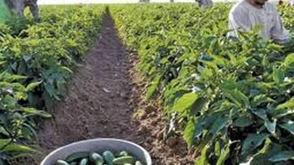 jalapeño jim foto inforural