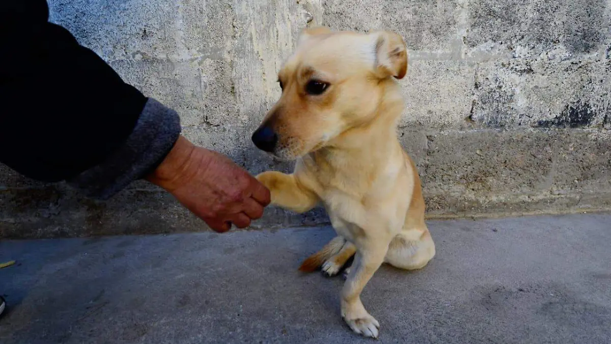PERRO